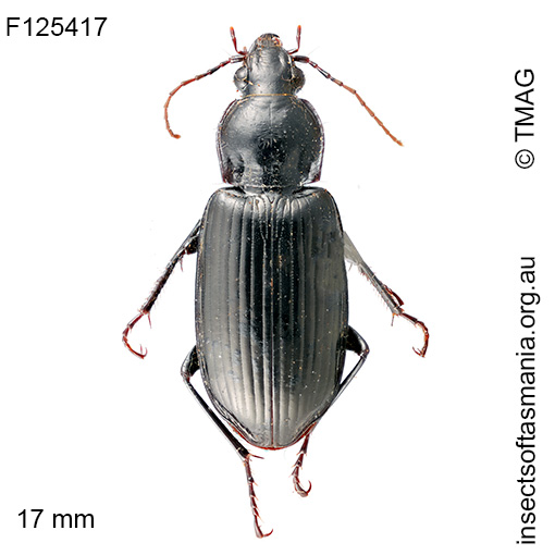 Platycoelus poeciloides
