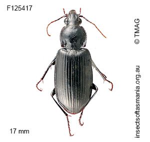 Platycoelus poeciloides