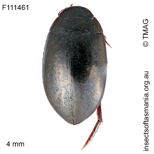Platynectes-bakewelli Platynectes bakewelli