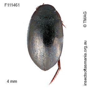 Platynectes bakewelli