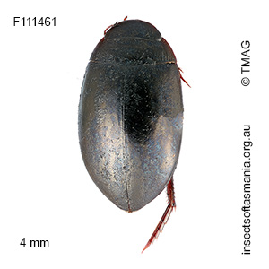 Platynectes bakewelli