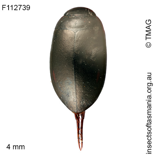 Platynectes-laurianus Platynectes laurianus