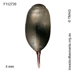 Platynectes laurianus