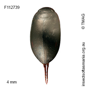 Platynectes laurianus
