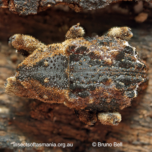 Poropterus rubeter