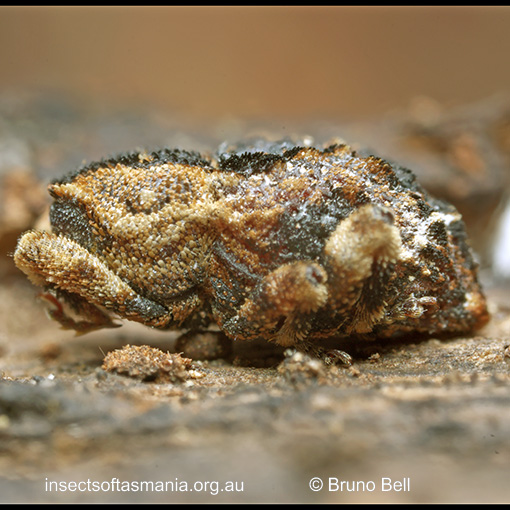 Poropterus rubeter