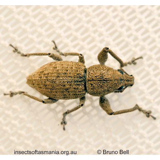 Prosayleus hopei
