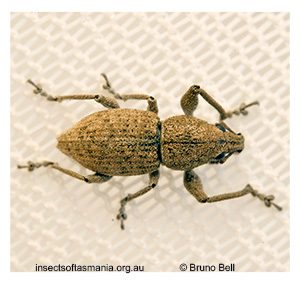 Prosayleus hopei