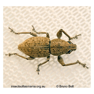Prosayleus hopei
