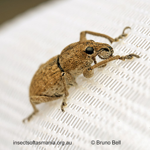 Prosayleus hopei