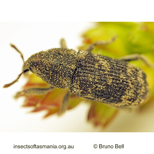 Psepholasoma-cylindricum Psepholasoma cylindricum