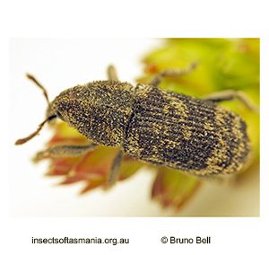 Psepholasoma cylindricum