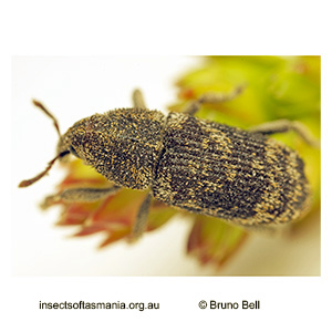 Psepholasoma cylindricum