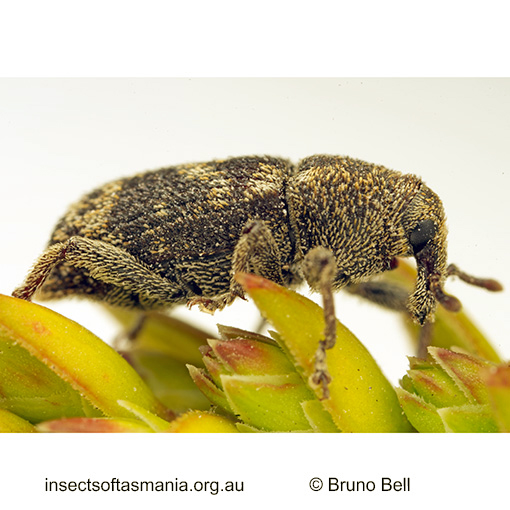 Psepholasoma-cylindricum_a Psepholasoma cylindricum