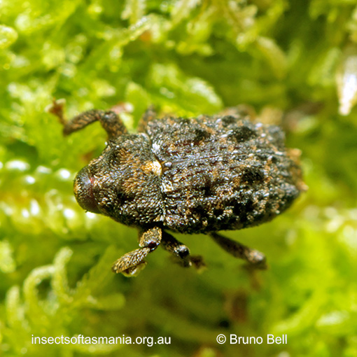 Pseudometyrus-antares_b Pseudometyrus antares