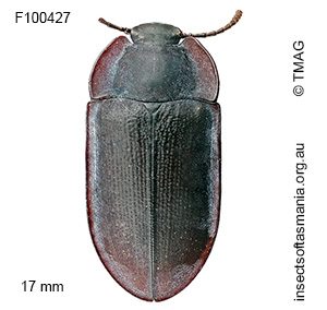 Pterohelaeus reichei