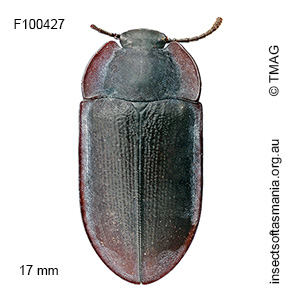 Pterohelaeus reichei