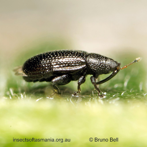 Rhamphus acaciae