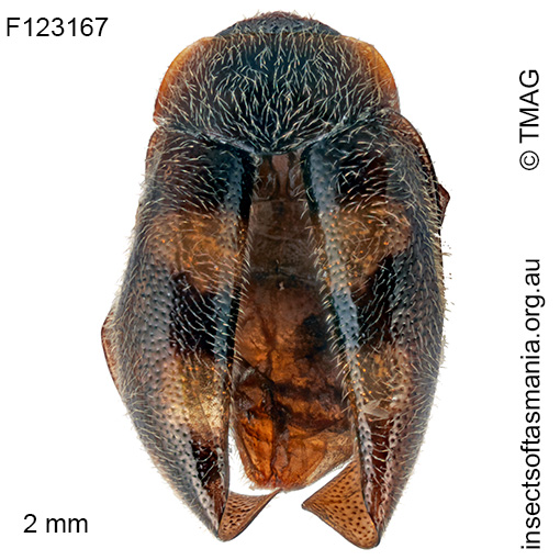 Rhyzobius pulcher