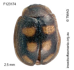 Rhyzobius pulcher
