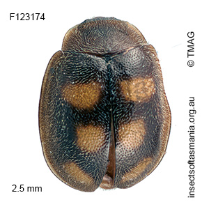Rhyzobius pulcher