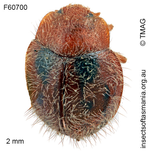 Rhyzobius virgatus