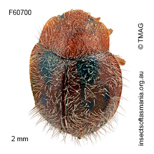 Rhyzobius virgatus