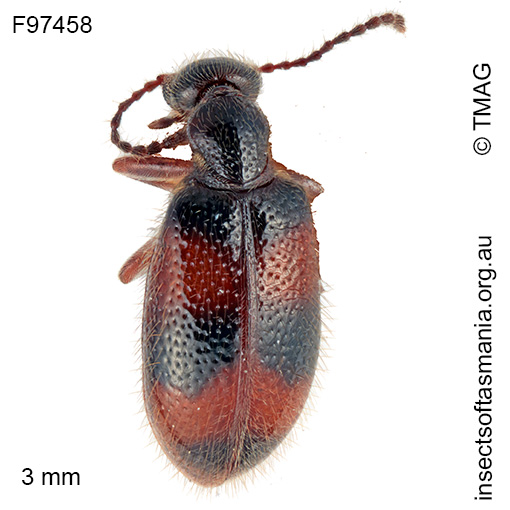 Sapintus cf rarus