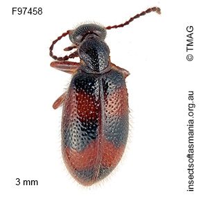 Sapintus cf rarus