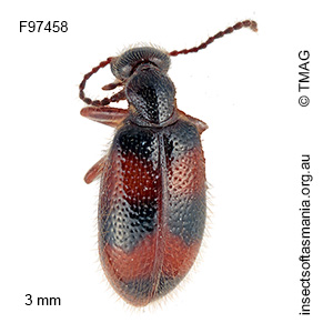 Sapintus cf rarus