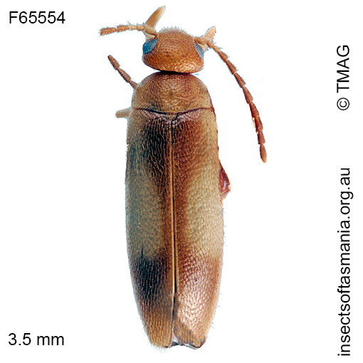 Scraptia angusta