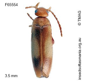 Scraptia angusta