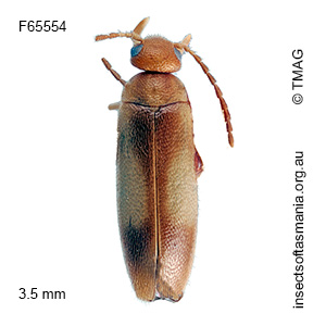 Scraptia angusta