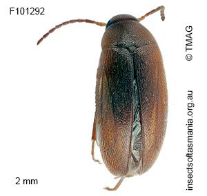 Scraptia australis