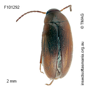 Scraptia australis