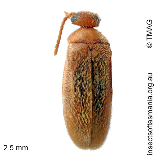 Scraptia laticollis