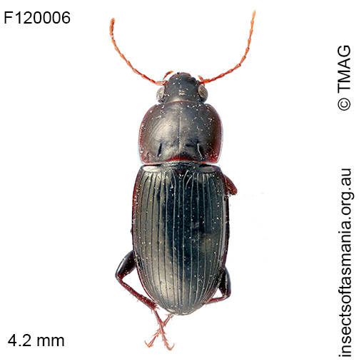 Simodontus cf clermonti