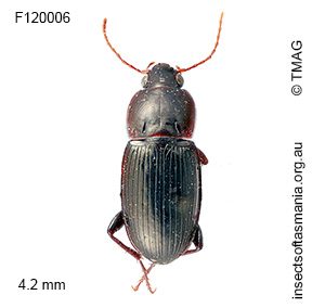 Simodontus cf clermonti