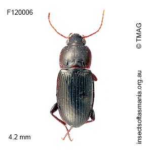 Simodontus cf clermonti