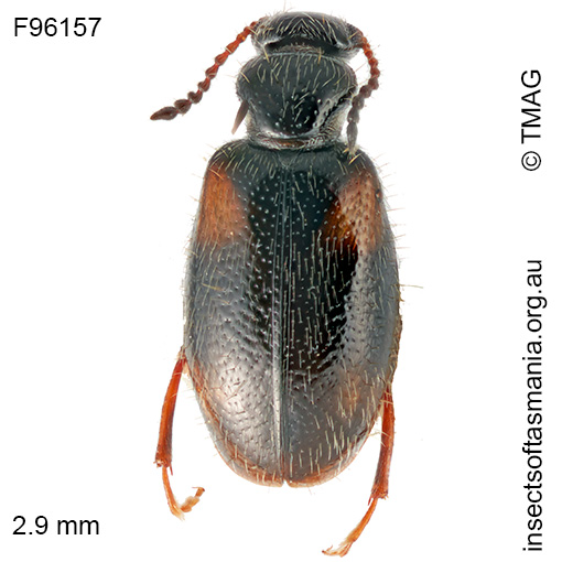 Sahulanthicus crassus