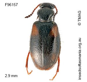 Sahulanthicus crassus
