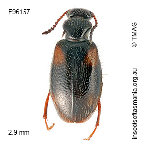 Sahulanthicus crassus