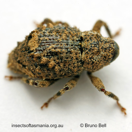 Tapinocis scutellaris