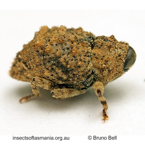 Tapinocis scutellaris