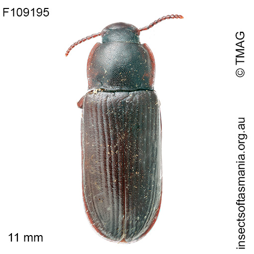 Tenebrio molitor