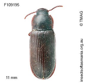 Tenebrio molitor