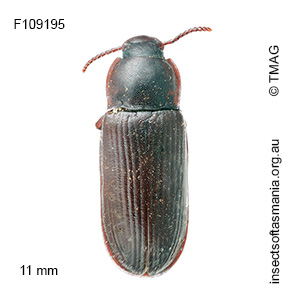 Tenebrio molitor