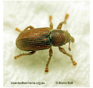 Thechia pygmaea
