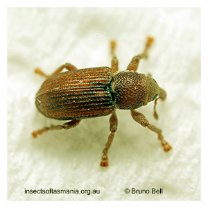 Thechia pygmaea