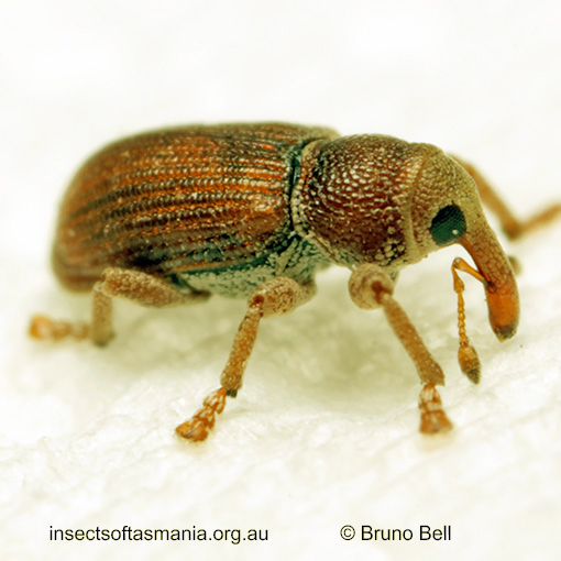 Thechia pygmaea